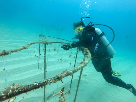 Das Bild zeigt eine Frau in Taucherausrüstung unter Wasser bei der Korallenaufzucht.